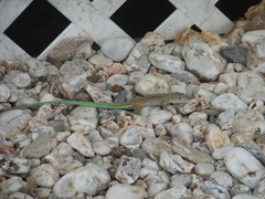 Cnemidophorus lemniscatus