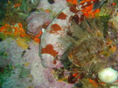 Chorisochismus dentex