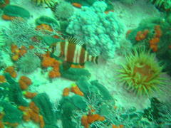 Chrysoblephus gibbiceps