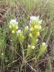 Castilleja lineariloba