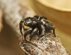 Salpesia