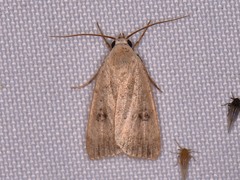 Micrathetis triplex