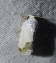 Acontia cretata