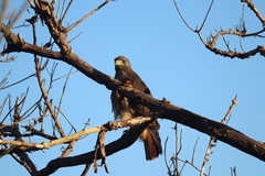 Buteo jamaicensis fumosus