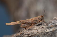 Hedotettix pulchellus