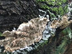 Datronia brunneoleuca