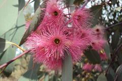 Eucalyptus sideroxylon sideroxylon