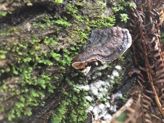 Datronia brunneoleuca