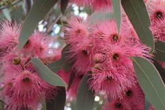 Eucalyptus sideroxylon sideroxylon