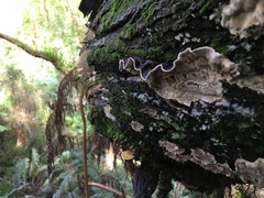 Datronia brunneoleuca