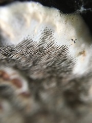 Datronia brunneoleuca