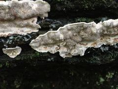 Datronia brunneoleuca