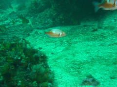 Chrysoblephus laticeps