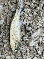 Micropterus dolomieu