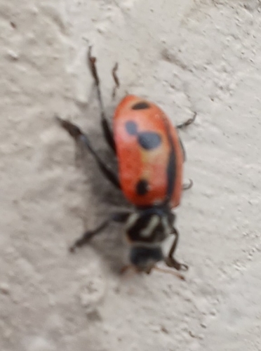 Sinuate Lady Beetle photo 5