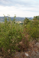 Smyrnium