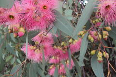 Eucalyptus sideroxylon sideroxylon