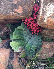 Streptocarpus dunnii