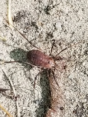 Leiobunum ventricosum