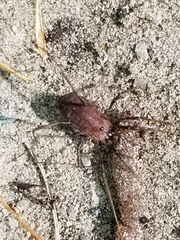 Leiobunum ventricosum