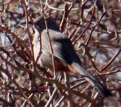 Toxostoma crissale