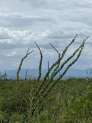 Fouquieria splendens