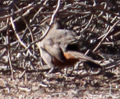 Toxostoma crissale