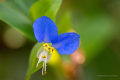 Commelina communis