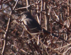 Toxostoma crissale