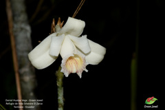 Sobralia klotzscheana