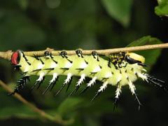 Lophostethus dumolinii