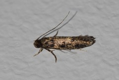 Niditinea fuscella