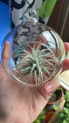 Tillandsia tectorum