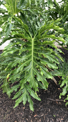 Thaumatophyllum bipinnatifidum