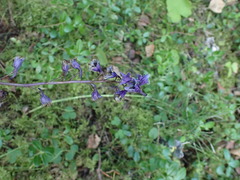 Delphinium crassifolium