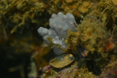 Tritoniopsis elegans