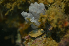 Tritoniopsis elegans