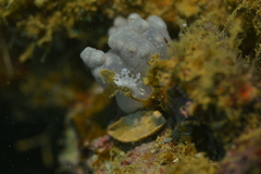 Tritoniopsis elegans