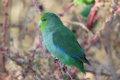 Forpus cyanopygius insularis