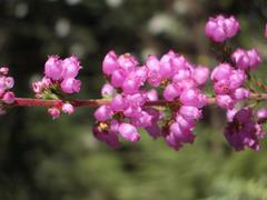 Erica gracilis