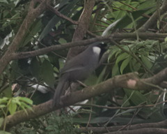 Pterorhinus chinensis