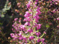 Erica gracilis