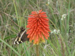 Kniphofia linearifolia