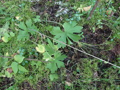 Delphinium crassifolium