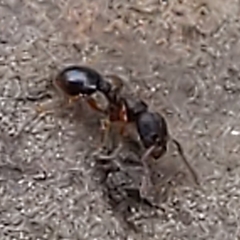 Myrmecina americana