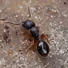 Myrmecina americana