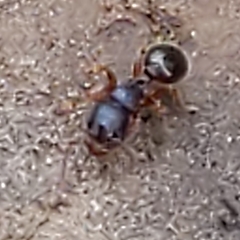 Myrmecina americana