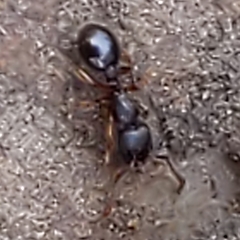 Myrmecina americana