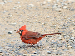 Cardinalis cardinalis mariae