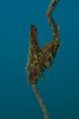 Pteria